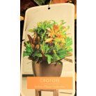 Csodacserje / Kroton Croton Iceton P.23