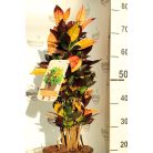 Csodacserje / Kroton Croton Iceton P.23