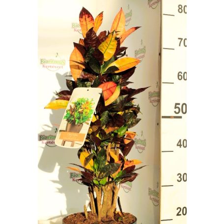 Csodacserje / Kroton Croton Iceton P.23