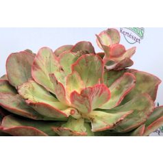 Fáskövirózsa válogatás ECHEVERIA MIX P.20