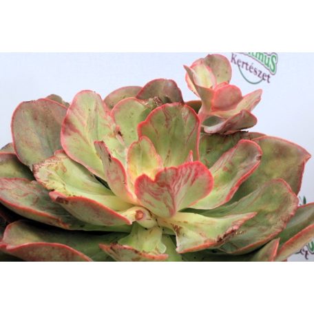 Fáskövirózsa válogatás ECHEVERIA MIX P.20