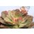 Fáskövirózsa válogatás ECHEVERIA MIX P.20