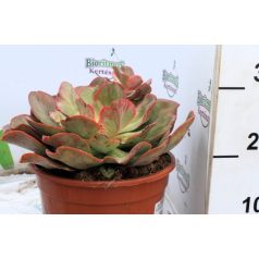 Fáskövirózsa válogatás ECHEVERIA MIX P.20