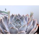Fáskövirózsa válogatás ECHEVERIA MIX P.20