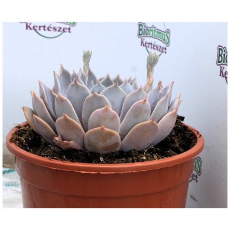 Fáskövirózsa válogatás ECHEVERIA MIX P.20