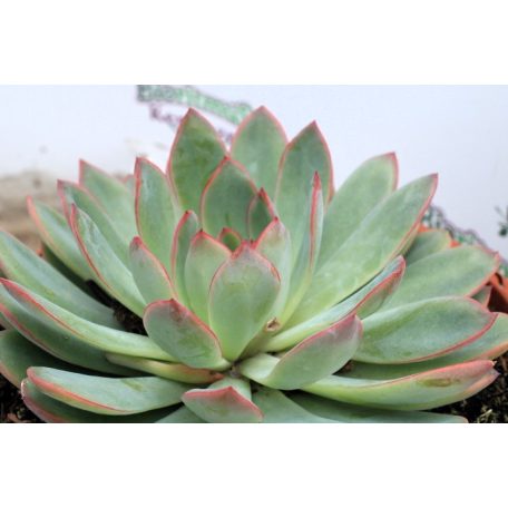 Fáskövirózsa válogatás ECHEVERIA MIX P.20