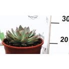 Fáskövirózsa válogatás ECHEVERIA MIX P.20