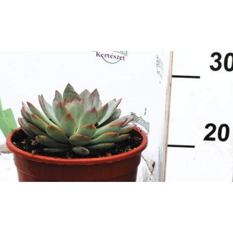 Fáskövirózsa válogatás ECHEVERIA MIX P.20