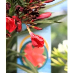 Leander Nerium oleander P.23
