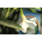 Leander Nerium oleander P.23