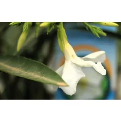 Leander Nerium oleander P.23