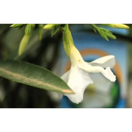 Leander Nerium oleander P.23