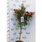 Leander Nerium oleander P.23