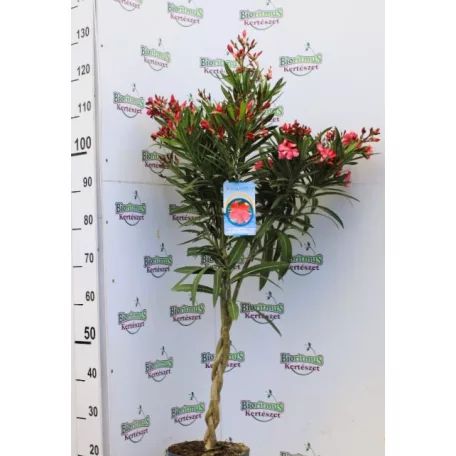 Leander Nerium oleander P.23