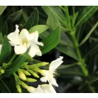 Leander Nerium oleander P.14