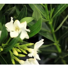 Leander Nerium oleander P.14