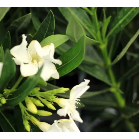 Leander Nerium oleander P.14