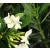 Leander Nerium oleander P.14