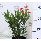 Leander Nerium oleander P.14