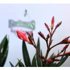 Leander Nerium oleander P.14