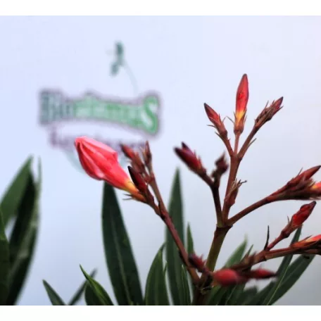 Leander Nerium oleander P.14