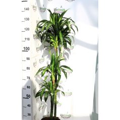   Sárkányfa, több törzses, 3 szintes Dracaena mixta P.22 H-150 cm 90/60/30 3