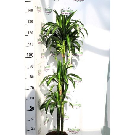 Sárkányfa, több törzses, 3 szintes Dracaena mixta P.22 H-150 cm 90/60/30 3