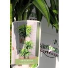 Sárkányfa, több törzses, 3 szintes Dracaena mixta P.22 H-150 cm 90/60/30 3