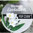 Leander Nerium oleander Evolution P.20