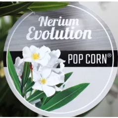Leander Nerium oleander Evolution P.20