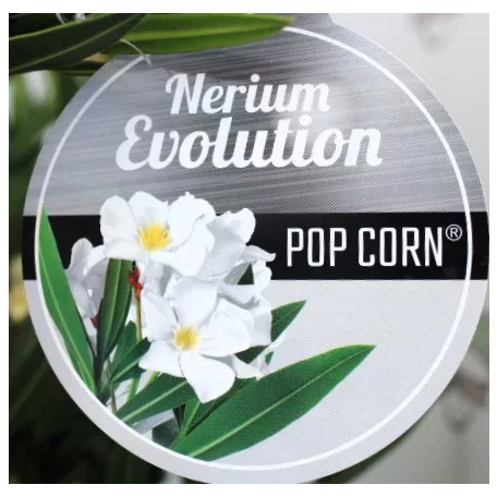 Leander Nerium oleander Evolution P.20