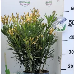Leander Nerium oleander Evolution P.20