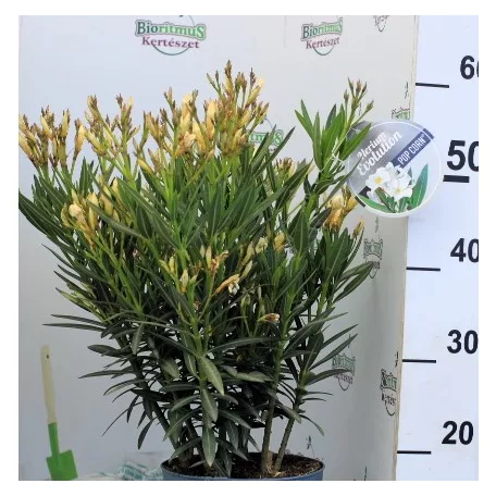Leander Nerium oleander Evolution P.20