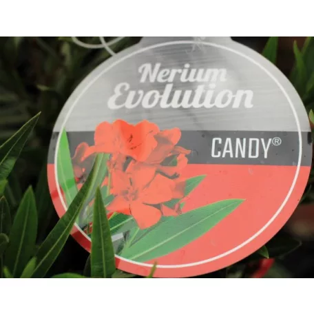 Leander Nerium oleander Evolution P.20