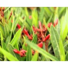 Leander Nerium oleander Evolution P.20
