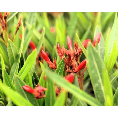 Leander Nerium oleander Evolution P.20