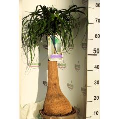   Elefántláb / Palackfa Beaucarnea Recurvata P.25 BOWL BOLE 60 C