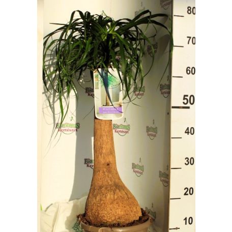 Elefántláb / Palackfa Beaucarnea Recurvata P.25 BOWL BOLE 60 C