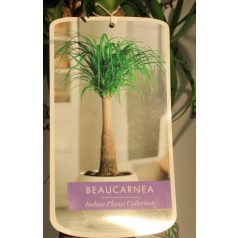   Elefántláb / Palackfa Beaucarnea Recurvata P.25 BOWL BOLE 60 C