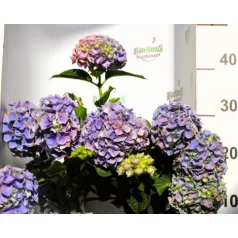 Kerti hortenzia Hydrangea macro Blue P23 cm