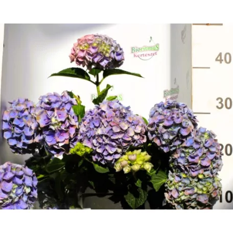 Kerti hortenzia Hydrangea macro Blue P23 cm