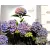 Kerti hortenzia Hydrangea macro Blue P23 cm