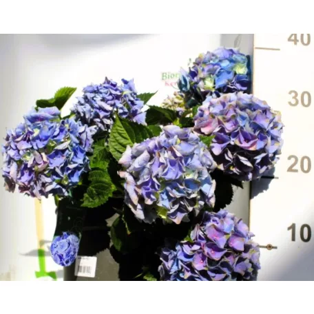 Kerti hortenzia Hydrangea macr. P23 cm