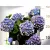 Kerti hortenzia Hydrangea macr. P23 cm