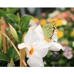 Tölcsérjázmin Mandevilla Sun. P14 cm