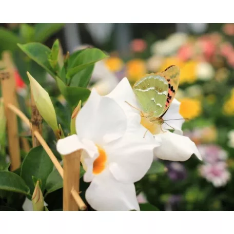 Tölcsérjázmin Mandevilla Sun. P14 cm