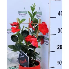 Tölcsérjázmin Mandevilla Sun. P14 cm