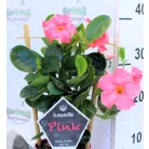 Tölcsérjázmin Mandevilla Sun. P14 cm