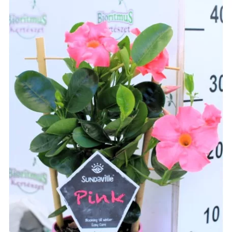 Tölcsérjázmin Mandevilla Sun. P14 cm