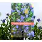 Kék táskavirág Ceanothus impressus Victoria P17 cm